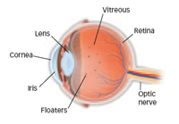 Floaters and Flashes