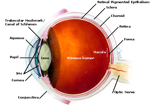 Anatomy of Eye